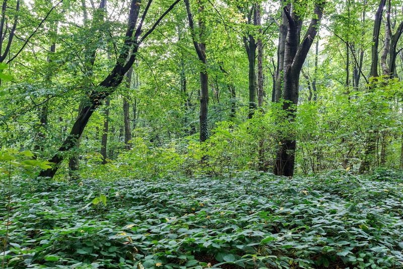 Pour parler nature,  suivez moi, c'est par là.